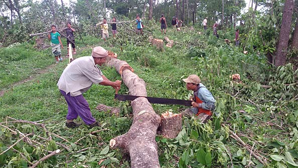 Clearing the land